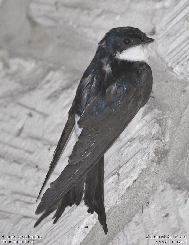 Common House Martin