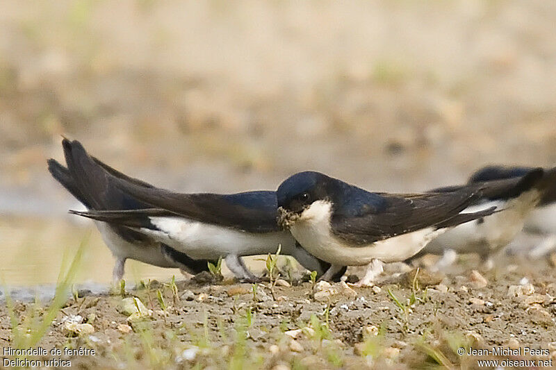 Common House Martin