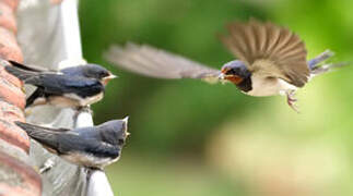 Barn Swallow