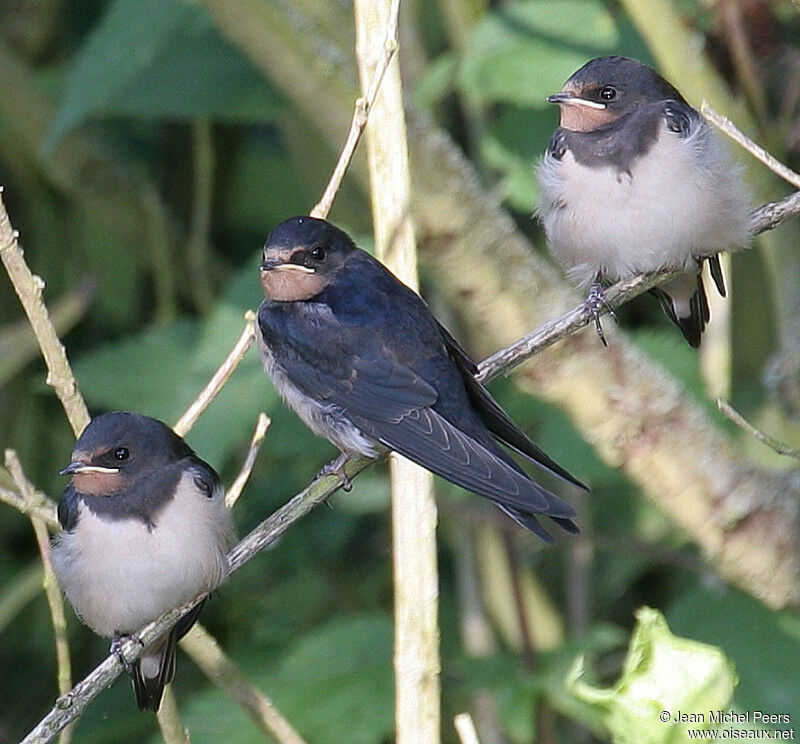 Hirondelle rustique