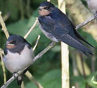 Barn Swallow