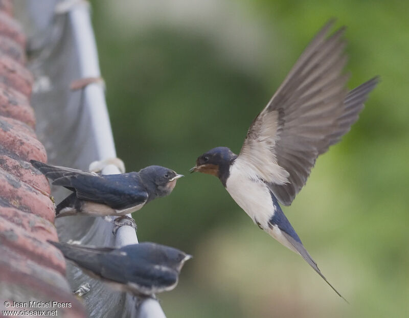 Barn Swallow, Flight