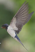 Barn Swallow