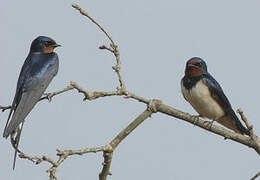 Barn Swallow