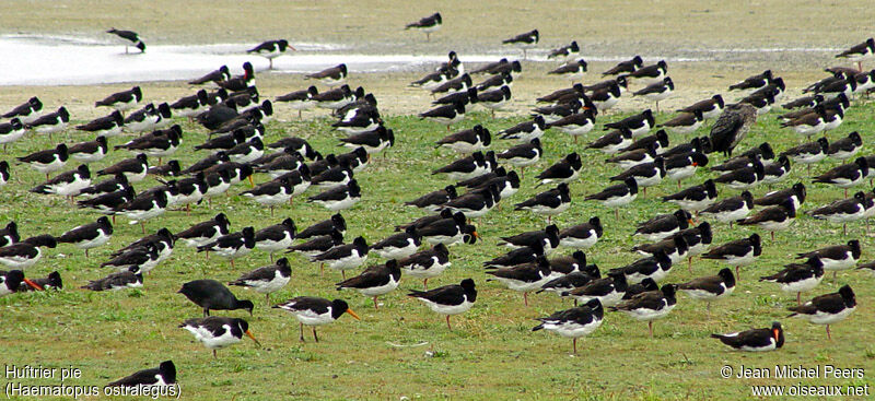 Eurasian Oystercatcher