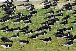 Eurasian Oystercatcher