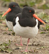 Eurasian Oystercatcher