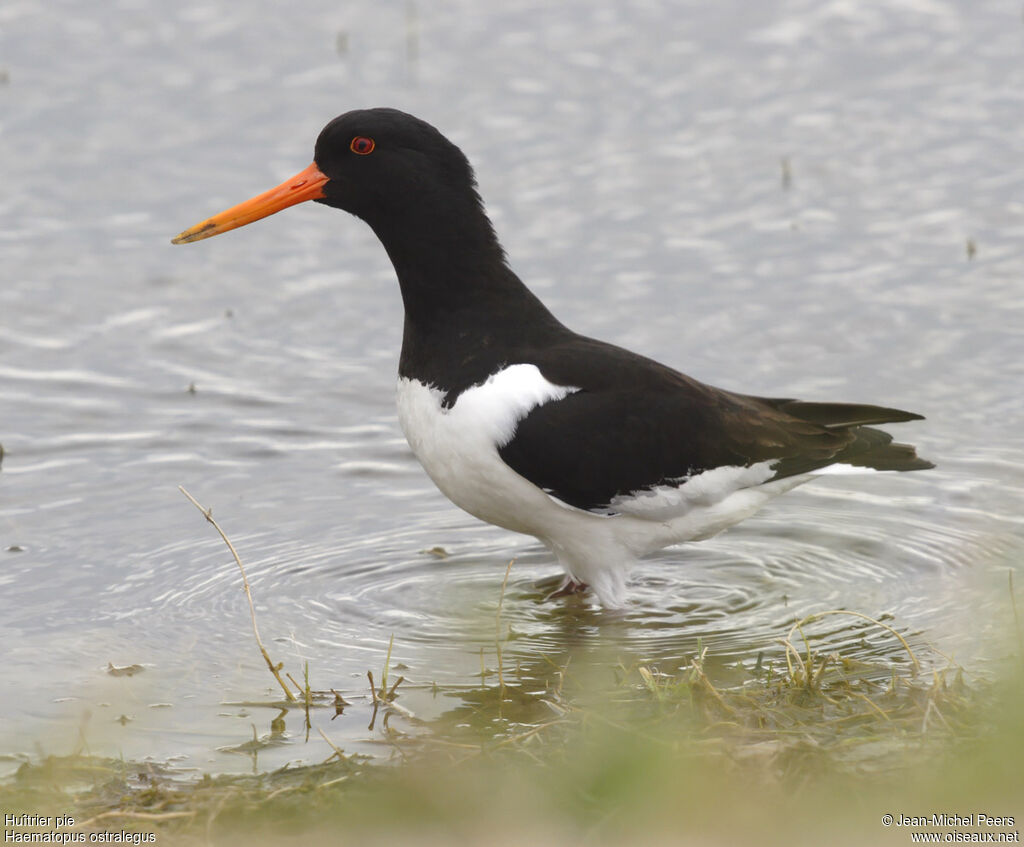 Eurasian Oystercatcher