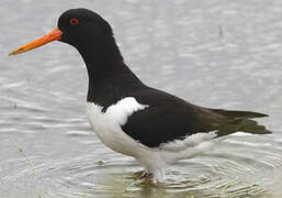 Eurasian Oystercatcher