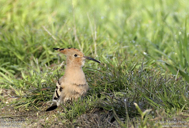 Huppe fasciéeadulte