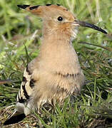 Eurasian Hoopoe