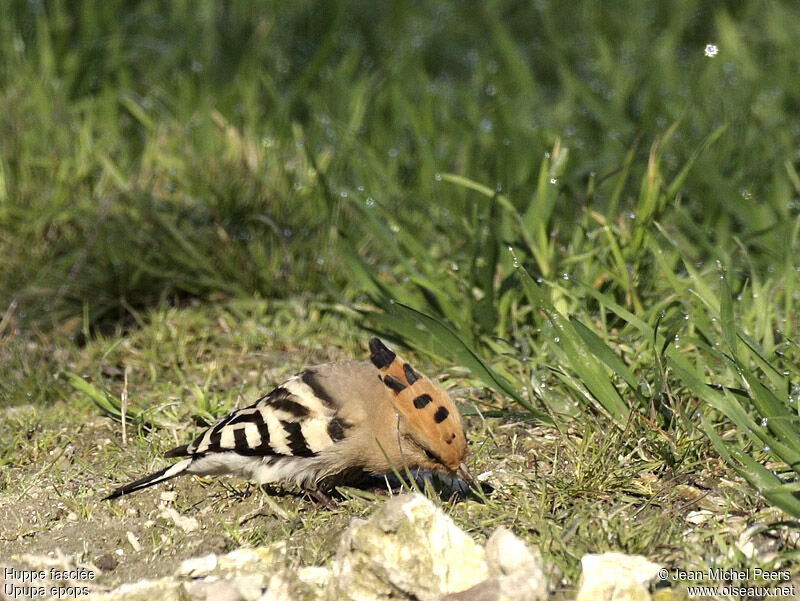 Huppe fasciéeadulte