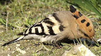 Eurasian Hoopoe