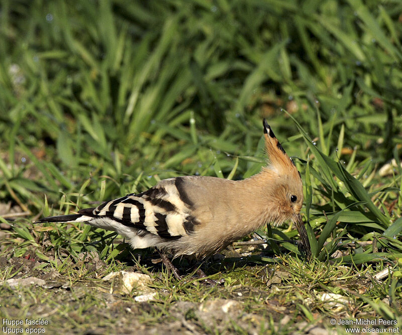 Eurasian Hoopoeadult