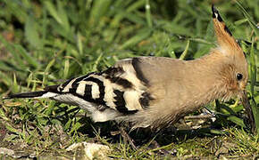 Eurasian Hoopoe