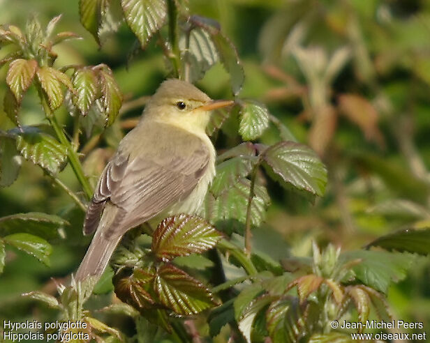 Melodious Warbler