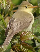 Melodious Warbler