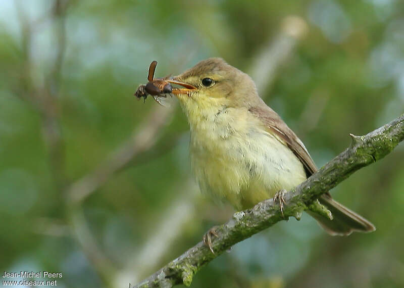 Melodious Warbleradult, feeding habits