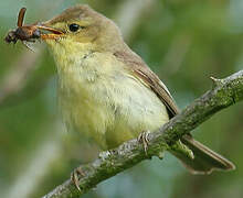 Melodious Warbler