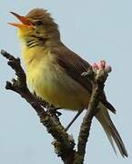 Melodious Warbler