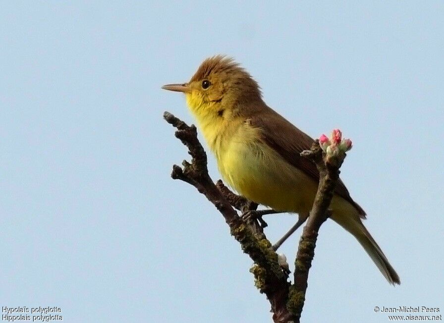 Melodious Warbler