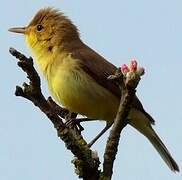 Melodious Warbler