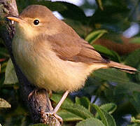 Melodious Warbler