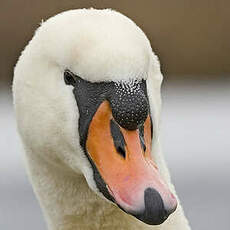 Cygne tuberculé