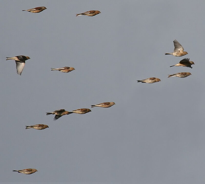 Common Linnet