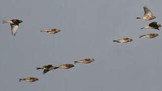 Common Linnet