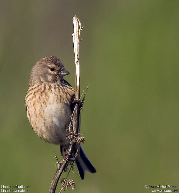 Common Linnet female