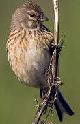 Common Linnet