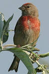 Linotte mélodieuse