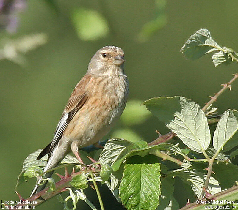 Common Linnet female adult