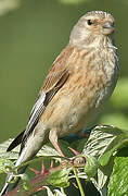 Common Linnet