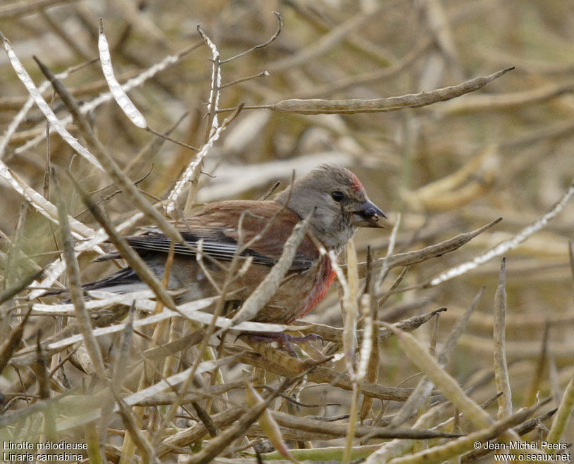 Common Linnet male adult