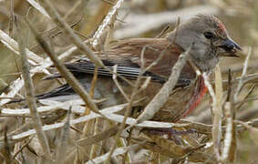 Common Linnet