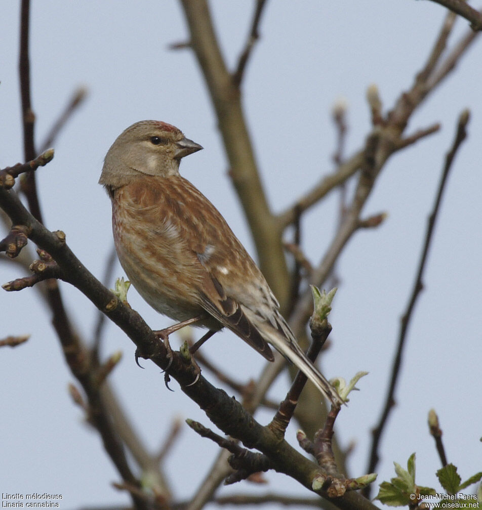 Common Linnet female