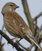 Common Linnet