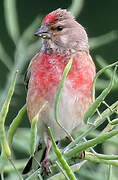 Common Linnet