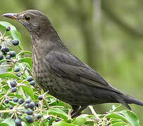 Common Blackbird