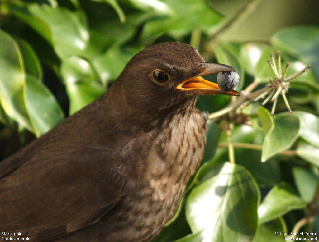 Common Blackbird female adult