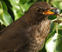 Common Blackbird