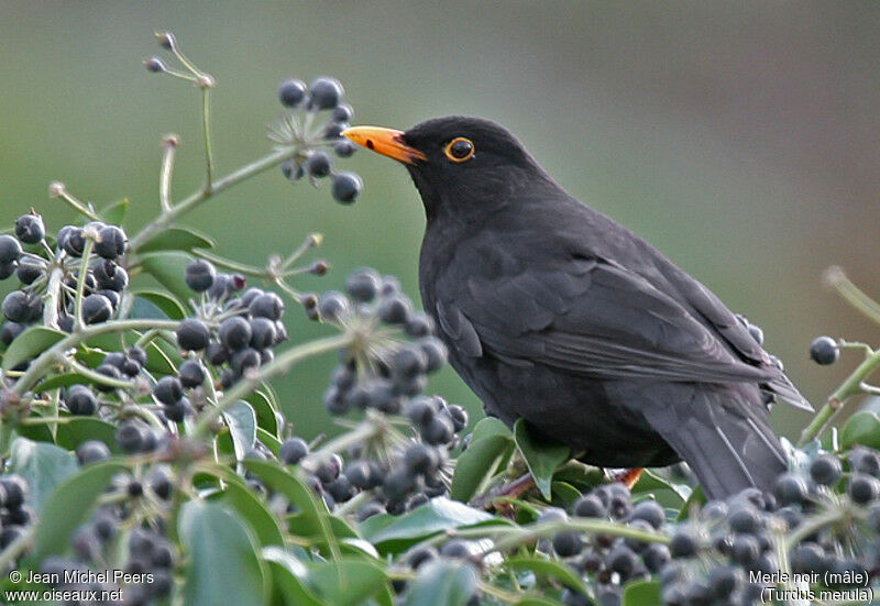 Common Blackbird