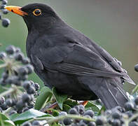 Common Blackbird