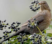 Common Blackbird