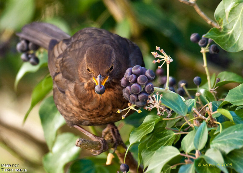 Common Blackbird female adult