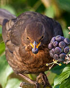 Common Blackbird