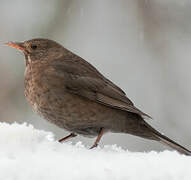 Common Blackbird