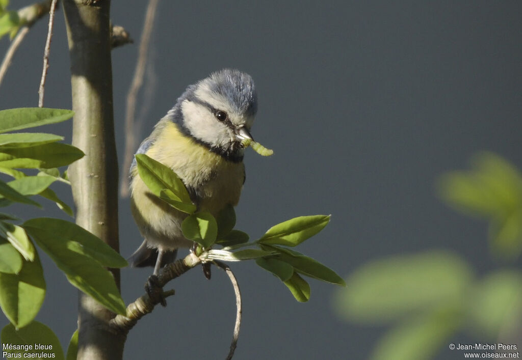 Eurasian Blue Tit male